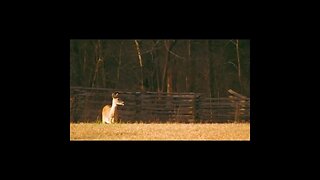 deer at Chickamauga Battlefield
