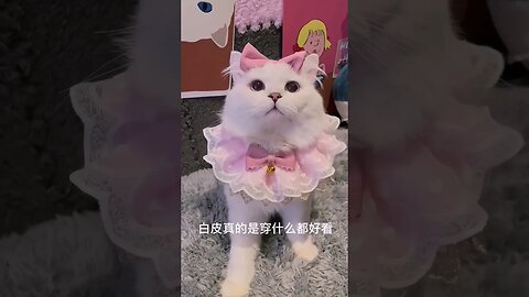 2023 Cat Videos: OMG What's So Cute?! 🥰😽 #shortsfeed #cat #youtubepets