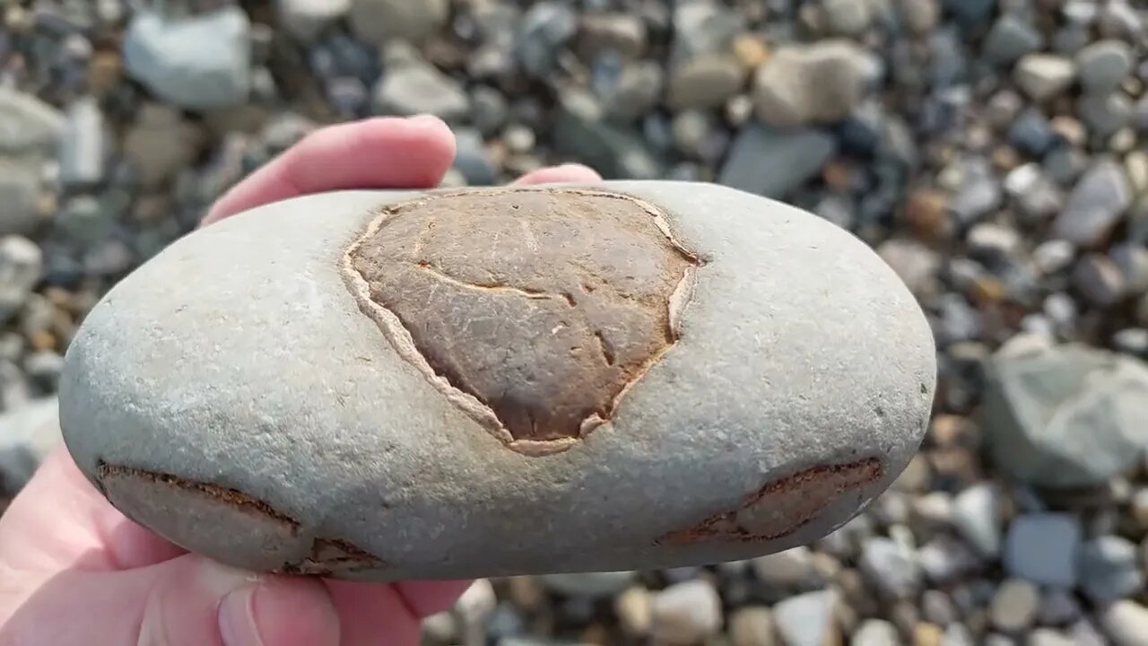 A chill fossil hunt with a cool shark find