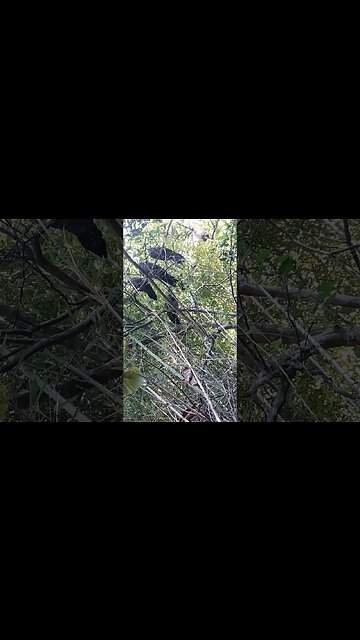 Jacu em busca de comida em cima da árvore Jacuaçu