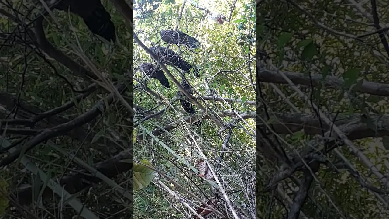 Jacu em busca de comida em cima da árvore Jacuaçu