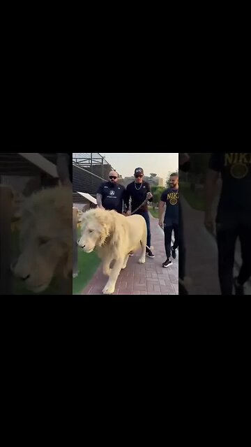 Alex Pereira walking a lion in Dubai