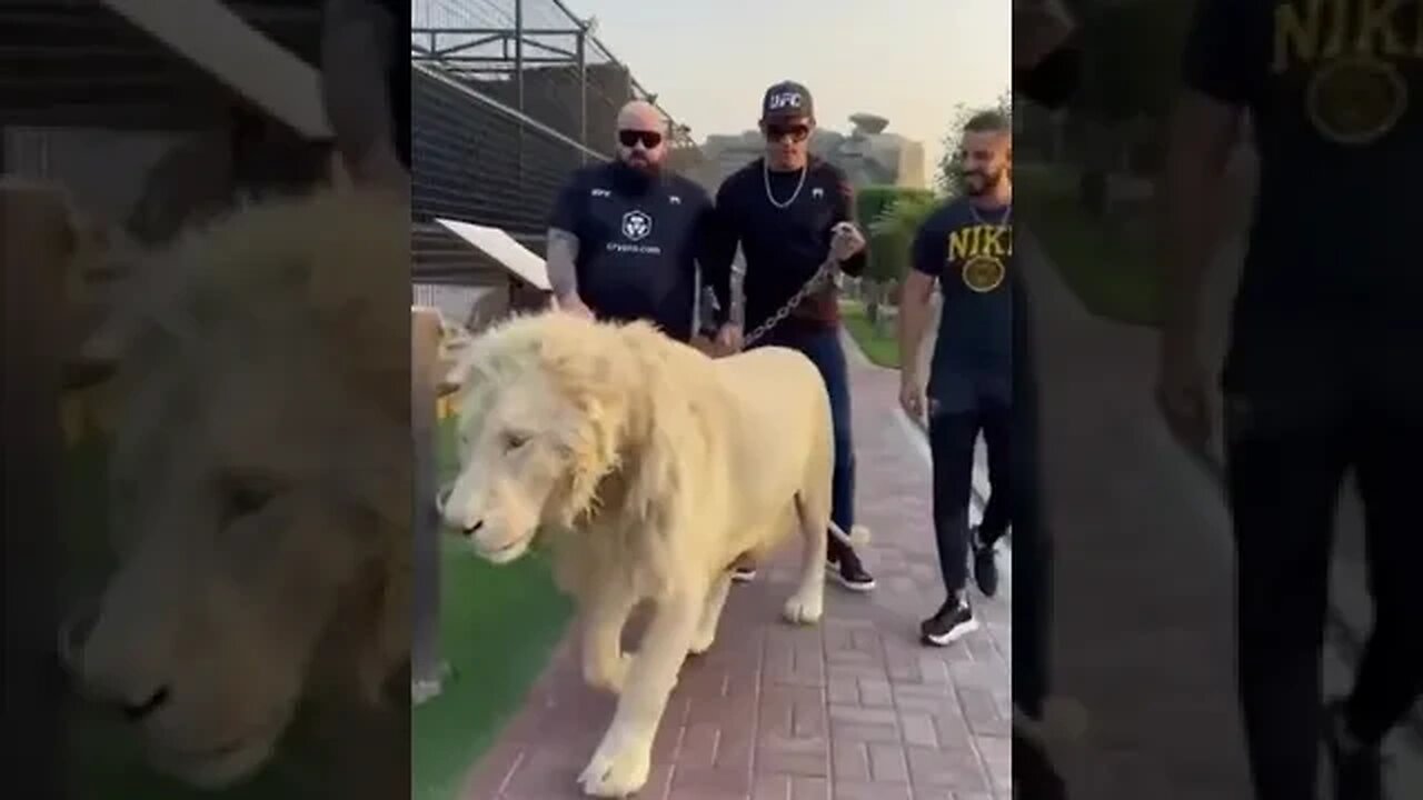 Alex Pereira walking a lion in Dubai