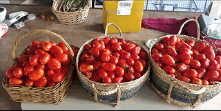 Roma Tomato Timelapse Ending 07-02-2023