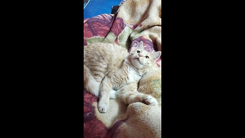 cat funny video