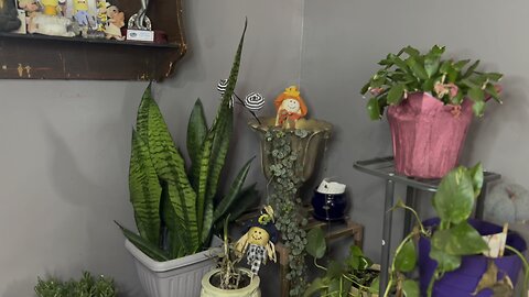 Dollar tree haul