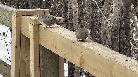 Mourning Doves