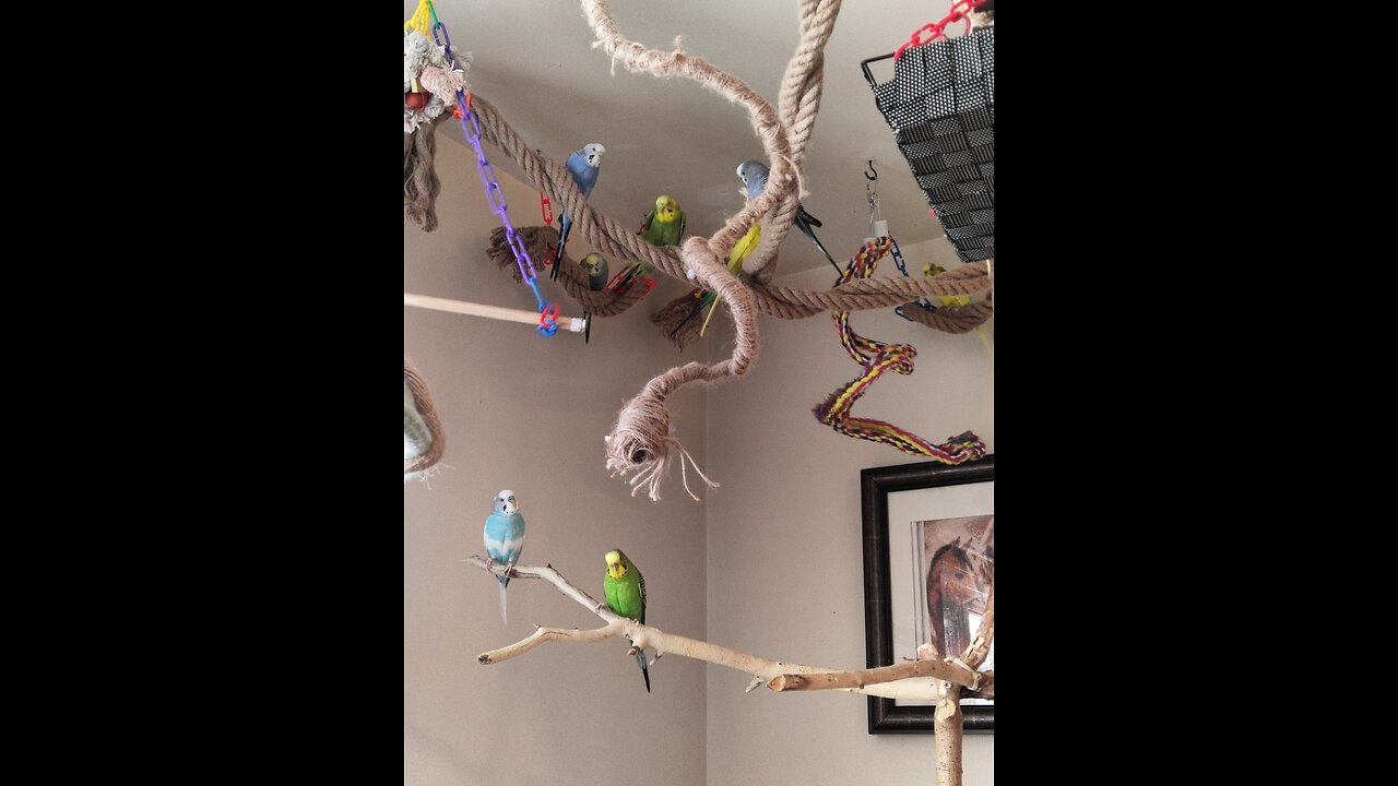 Relax to the sound of Budgies chirping