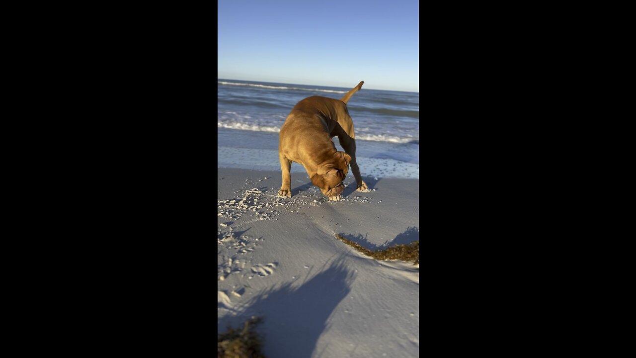 MASSIVE Pit Bull playing with sea creature! 🦁☀️🌊