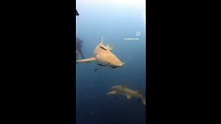 Diving with sharks