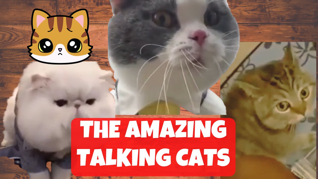 Amazing Talking Cats