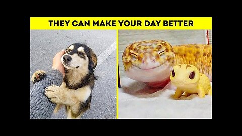 Cute And funny animals to brighten up your day