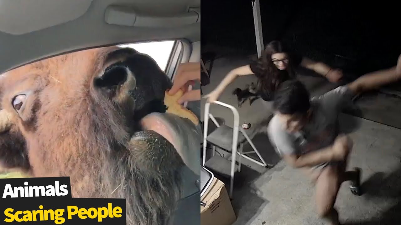 Funny Animals Scarring And Chasing People 2021 Compilation