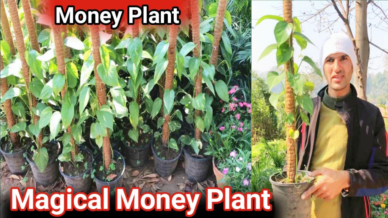 Amazing money plant