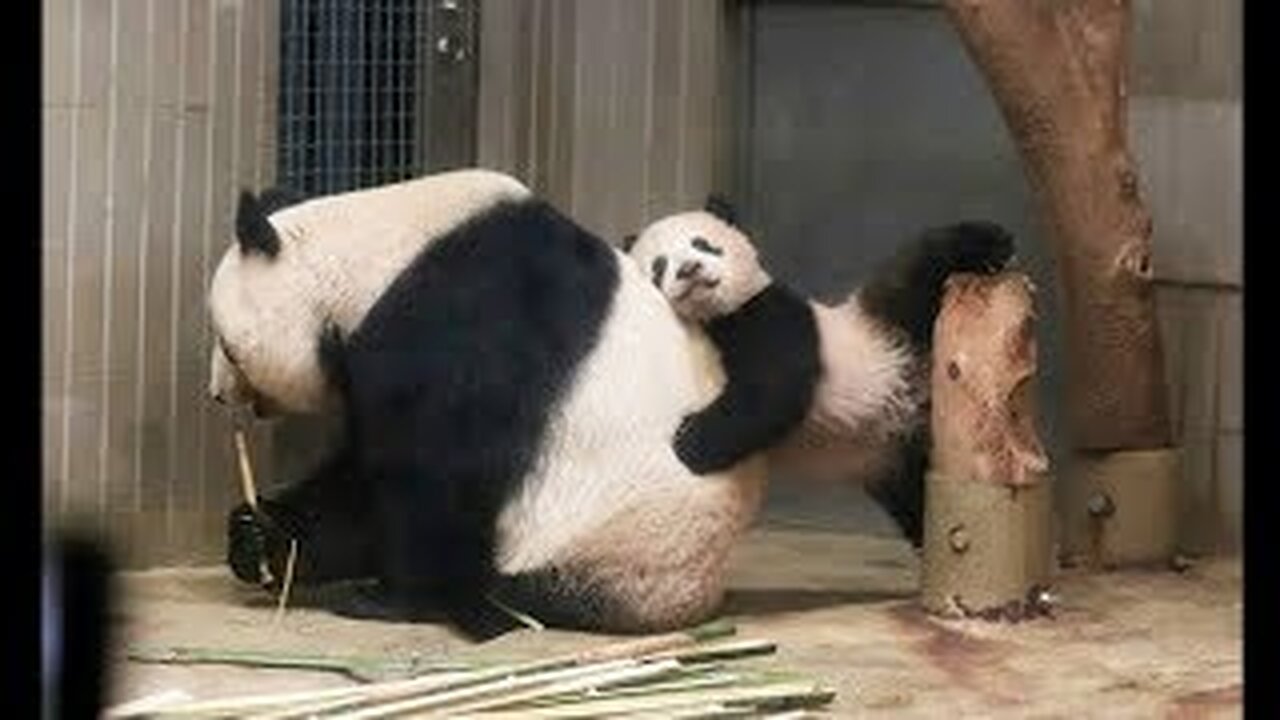 Cute Animals - Cute Baby Panda Videos Compilation