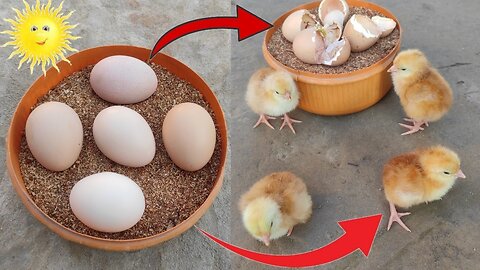 How A Chick Born From A Egg