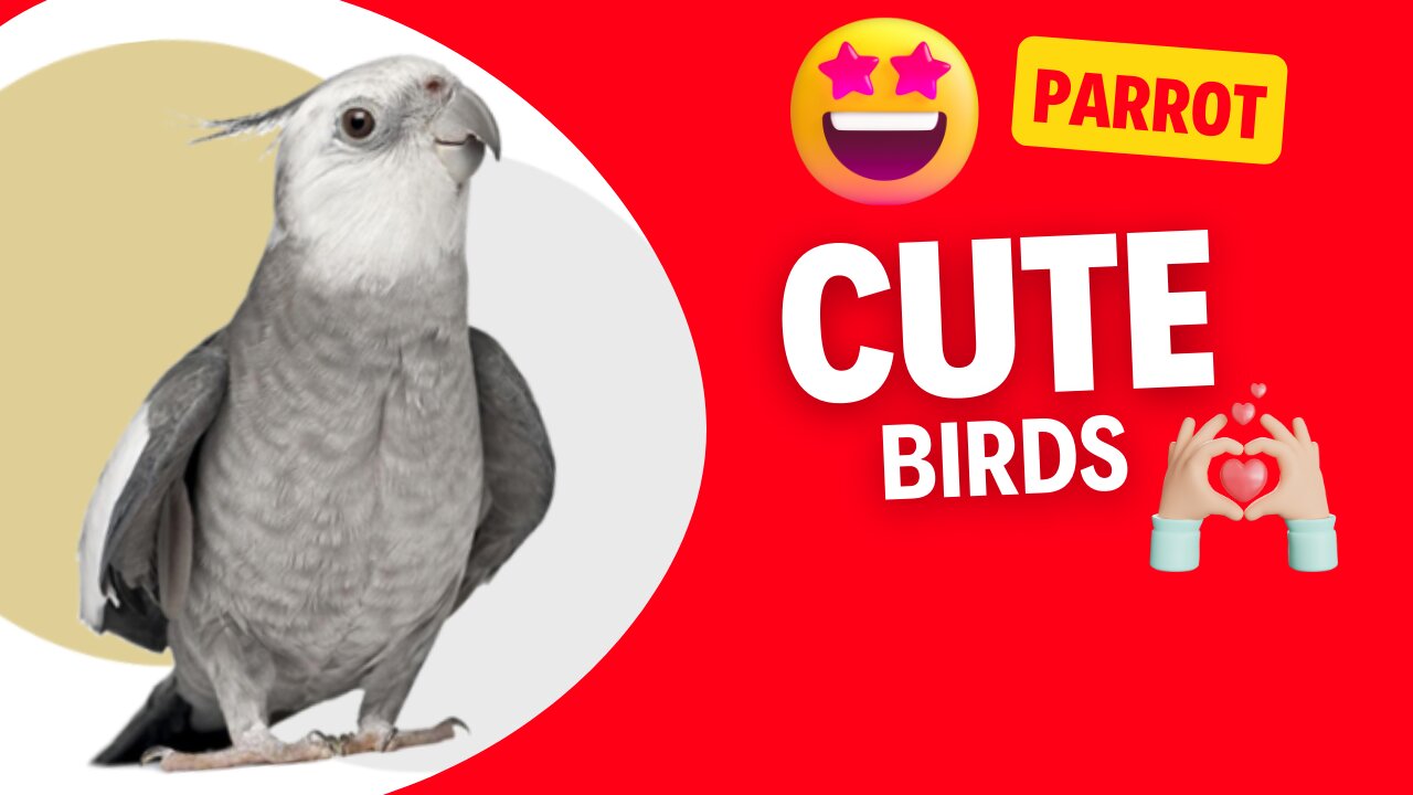 Cuteness and fun within reach of your beak: cute parrots