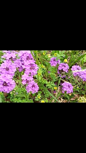 THE FOUNDATION OF PRAISE - DAILY DEVOTIONAL ❤️