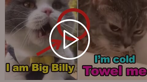 Funny Cat Meme #funny #cat #meme #shorts