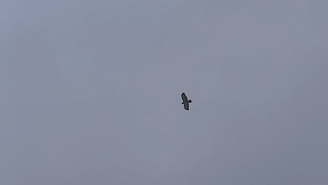 Couple of Red-Tailed Hawks on the hunt