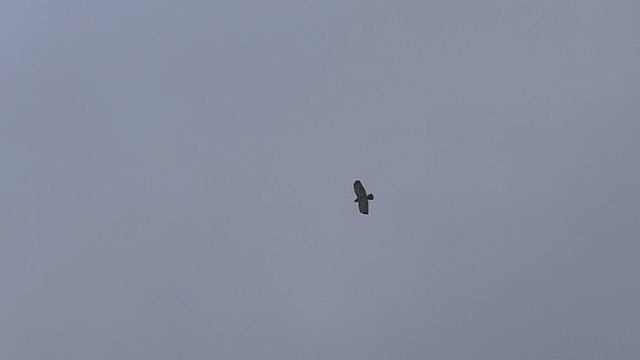 Couple of Red-Tailed Hawks on the hunt