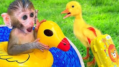 Baby monkey Bon Bon Cooking Breakfast for Duckling So cute and playing with the puppy in the garden