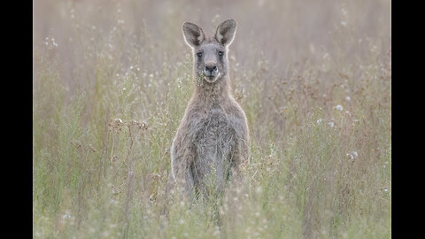 Skippy the Bush Kangaroo