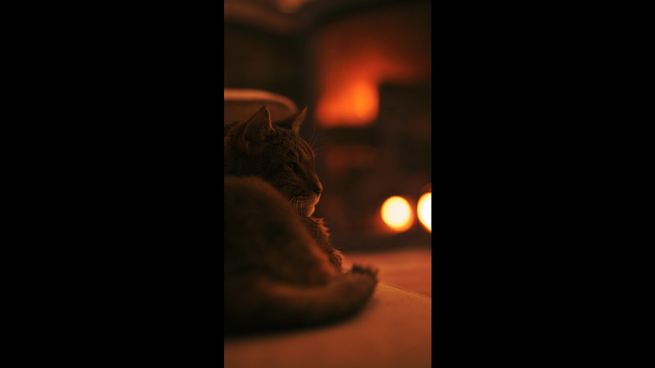 Cat Sitting by Fireplace