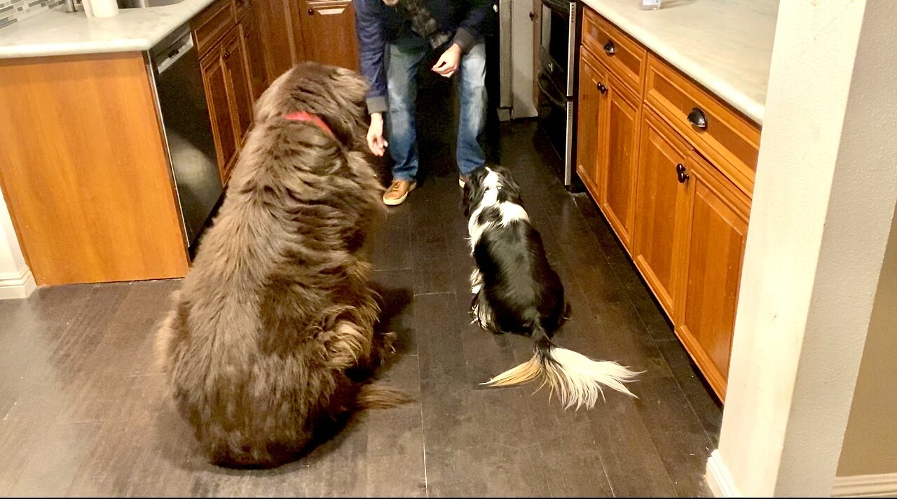 Giant Newfoundland And Cute Cavalier Get Treats!