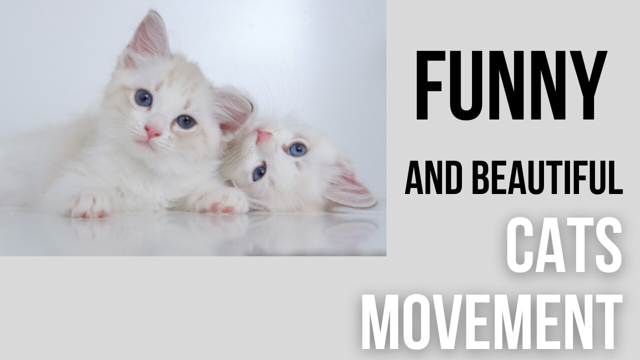 Funny CATS Movement