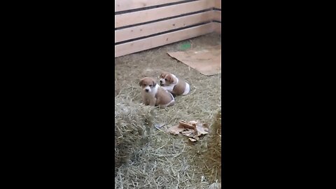 puppies playing