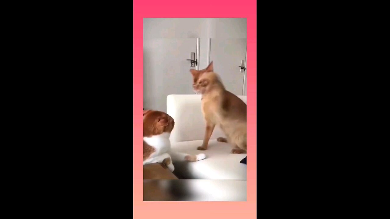 funny moments with cats