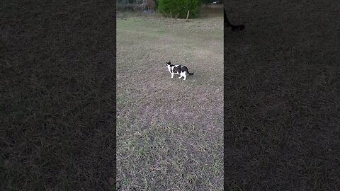 moo moo the cat walks the dogs