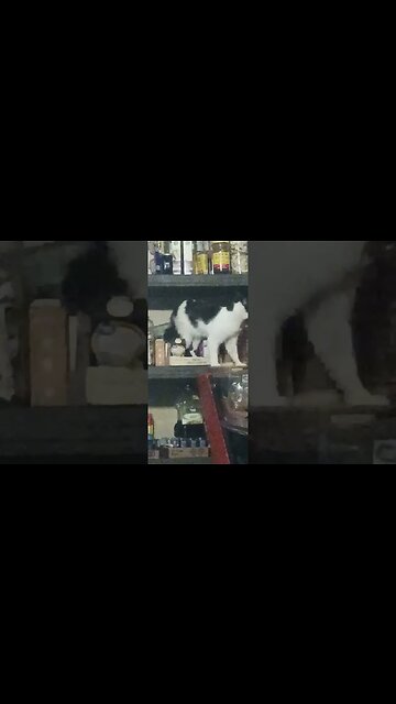 My cat is a prepper he got my hoarder room shelves where I stock pile essentials now thinks it's his