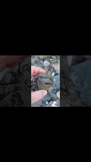Fossil crayfish that I found on a beach in New Zealand #fossil #beach #nz #geology