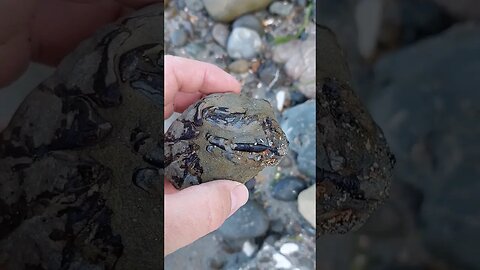 Fossil crayfish that I found on a beach in New Zealand #fossil #beach #nz #geology