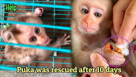 Funniest Monkey - cute and funny monkey videos Full HD