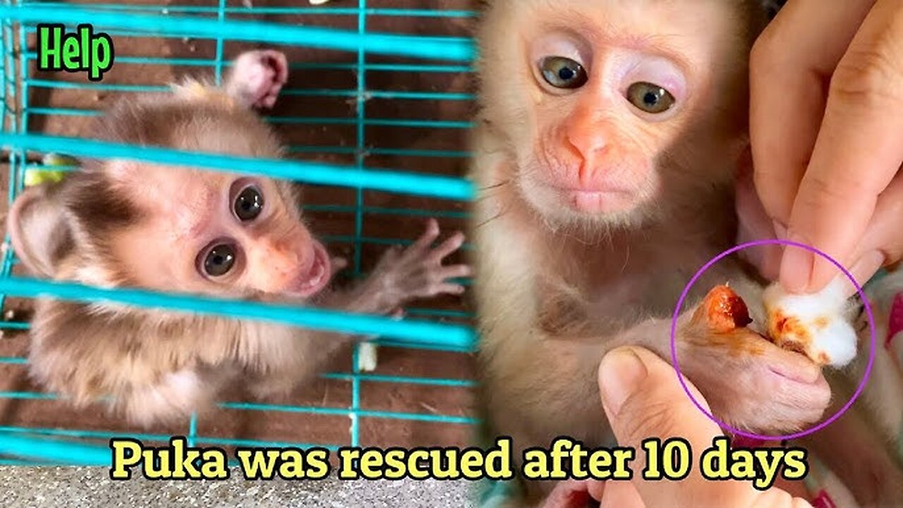 Funniest Monkey - cute and funny monkey videos Full HD