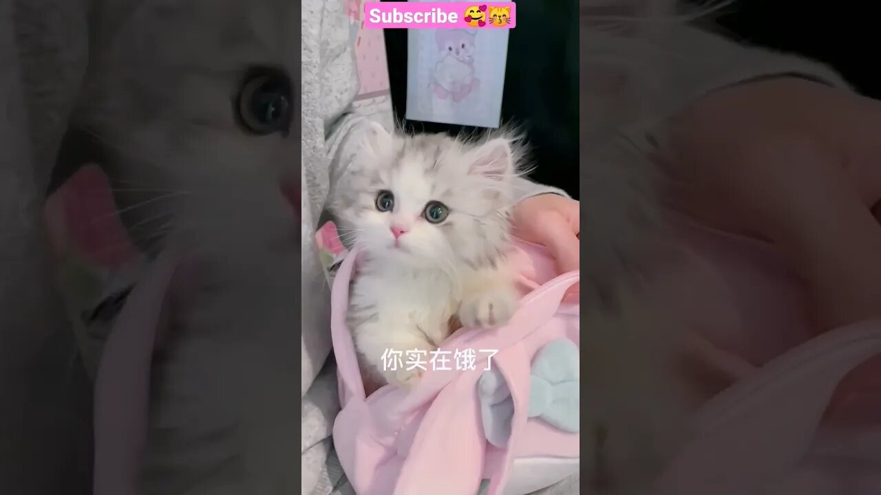 2023 SO CUTE BABY CAT- 😸😽 #shorts #shortsfeed #youtubepets_&_animals