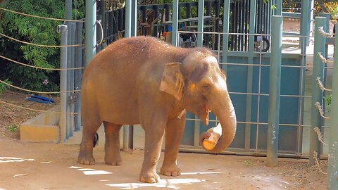 Bull Asian Elephant in Perth Zoo Chop Wood for Snack Time