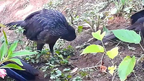 Jacu e seus filhotes em busca de comida Jacuaçu