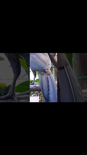 Jacu Criação de Jacu em busca de jacuaçu