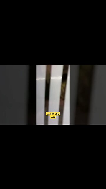 كوبل كالوبتيس لاتينو روعة