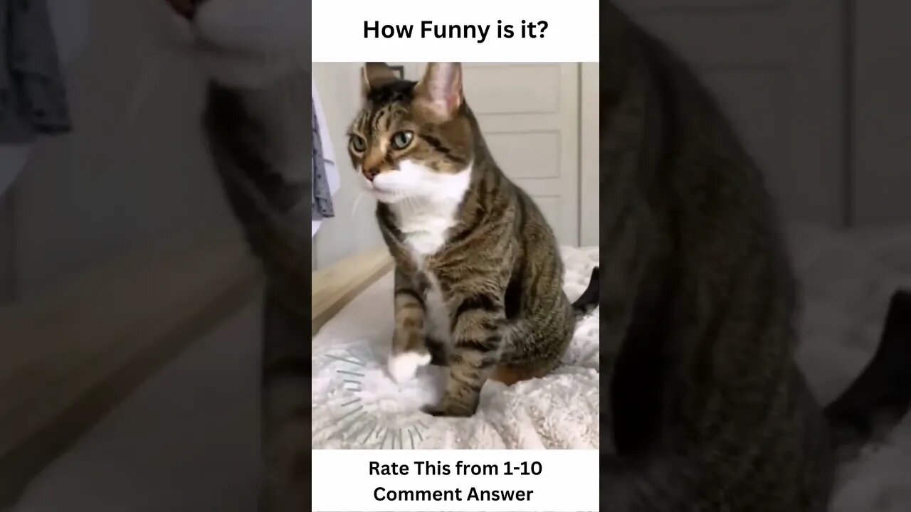 Cute & Comical: Cat Compilation