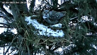 Ellie Checks Out the Nest 🦉 02/03/23 20:08