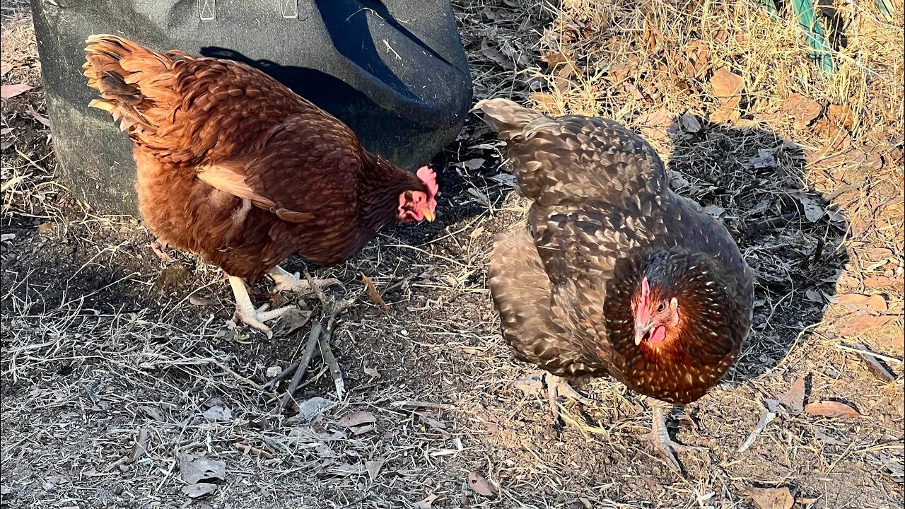 Creative Way To Help Feed Chickens for Free. Store Bought Food To Expensive @jarheadpreparedness