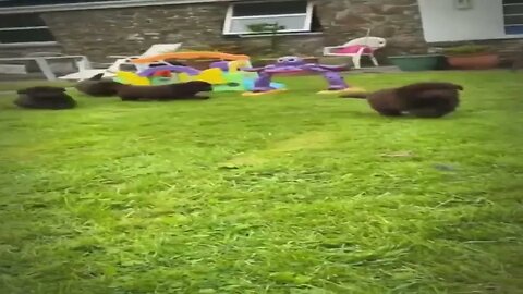 Adorable puppy get steamrolled by older Newfie cousin