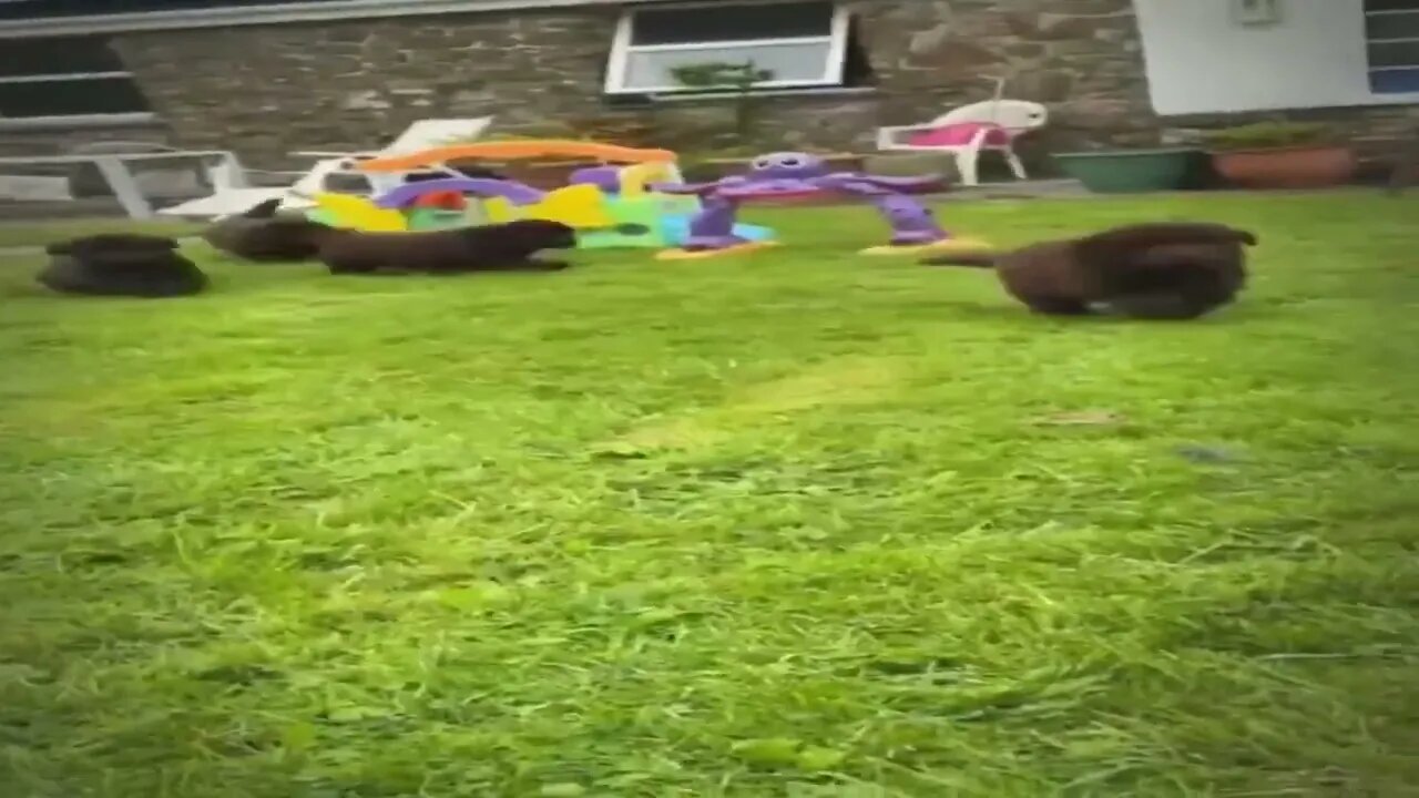 Adorable puppy get steamrolled by older Newfie cousin