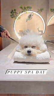Dog at the spa 🤣😂😅