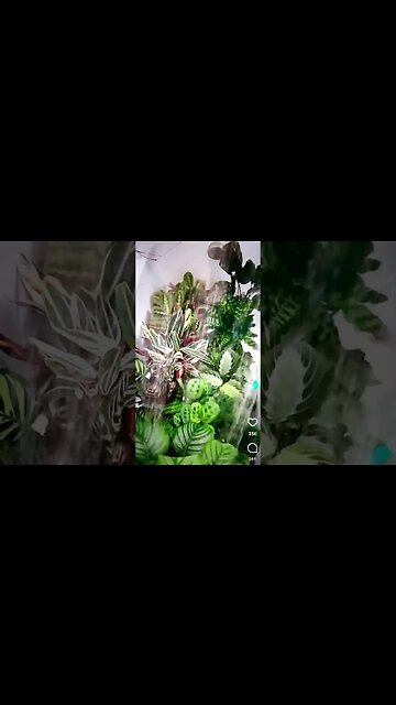 keeping them planties wet #shorts #indoorgardening